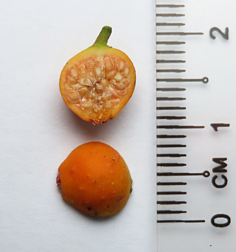 Ficus cumingii — photo