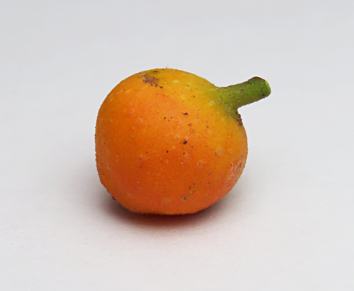Ficus cumingii — photo