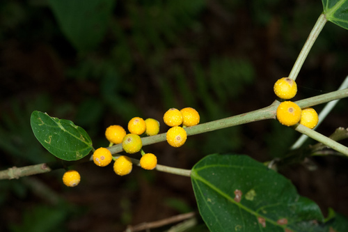 Ficus cumingii