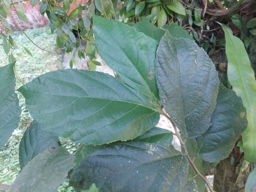 Ficus cyrtophylla — photo