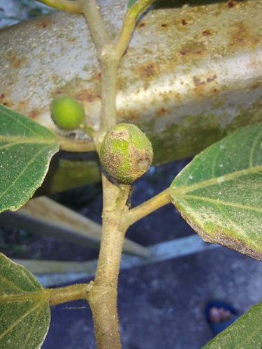 Ficus cyrtophylla — photo