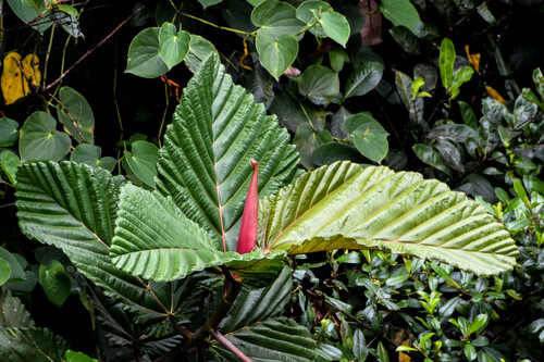 Ficus dammaropsis (Highlands kapiak) — photo