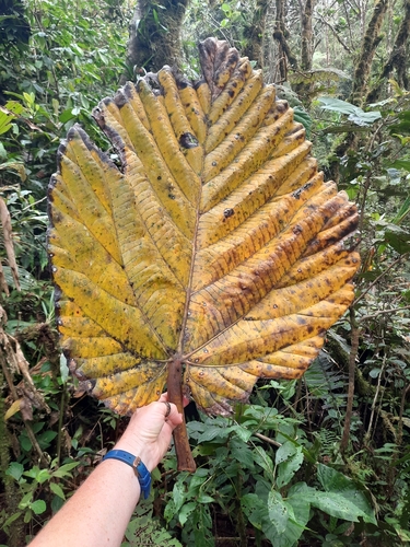 Ficus dammaropsis (Highlands kapiak) — photo
