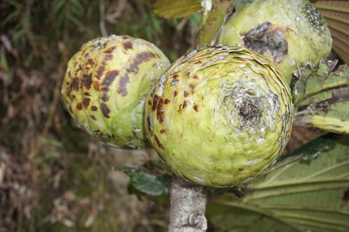 Ficus dammaropsis