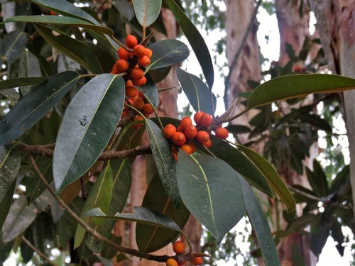 Ficus destruens (Drupe fig) — photo