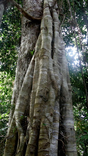 Ficus destruens (Drupe fig) — photo