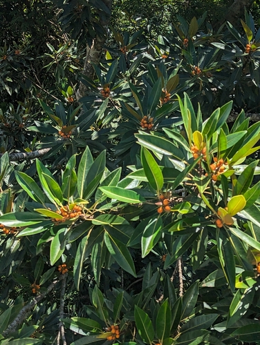 Ficus destruens