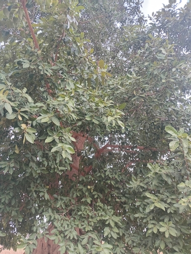 Ficus dicranostyla — photo