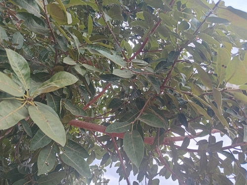 Ficus dicranostyla — photo