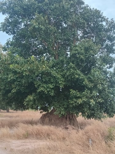 Ficus dicranostyla