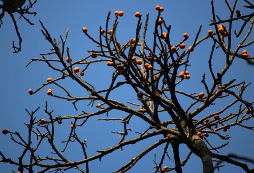 Ficus drupacea (Brown-woolly fig) — photo