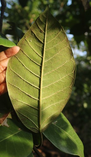 Ficus drupacea (Brown-woolly fig) — photo