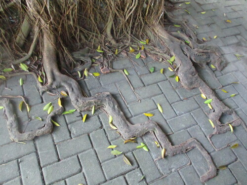 Ficus elastica (India Rubber Tree) — photo