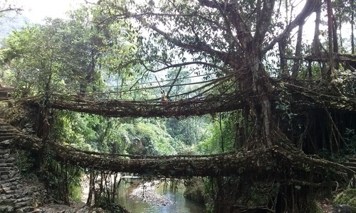 Ficus elastica (India Rubber Tree) — photo