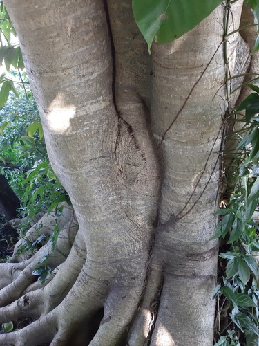 Ficus enormis (Enormis fig) — photo