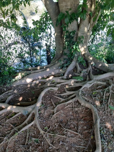 Ficus enormis (Enormis fig) — photo