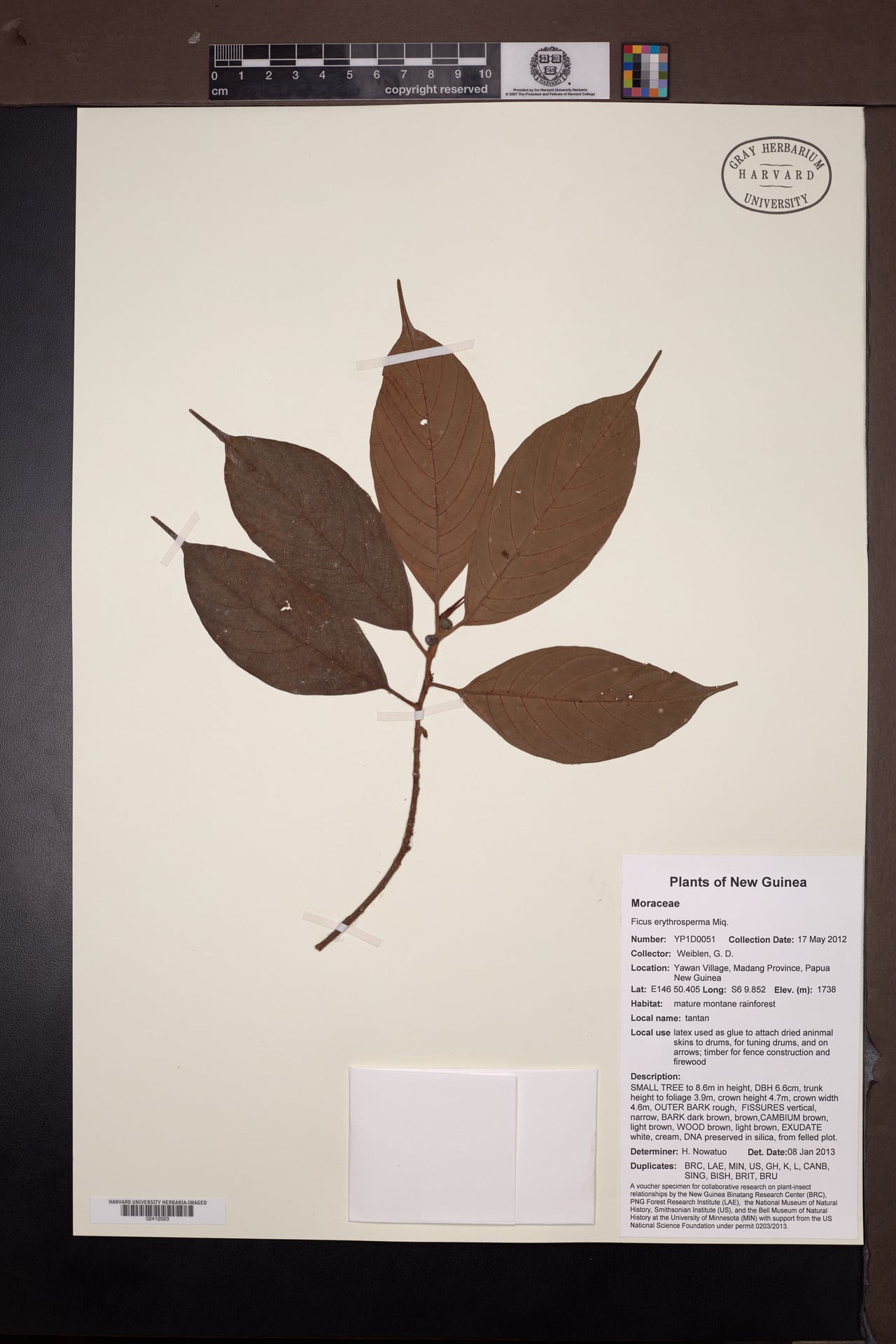 Ficus erythrosperma — photo