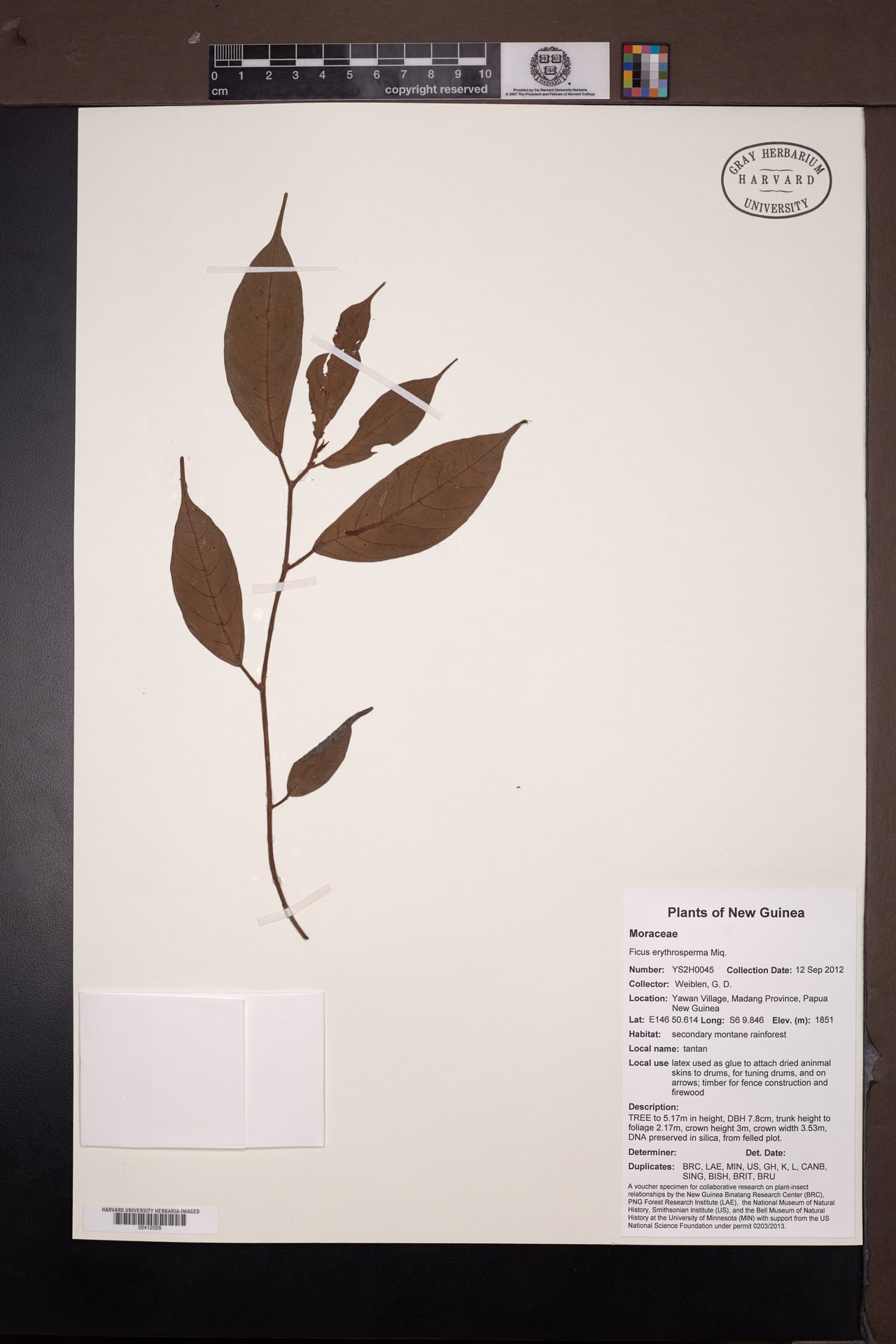 Ficus erythrosperma — photo