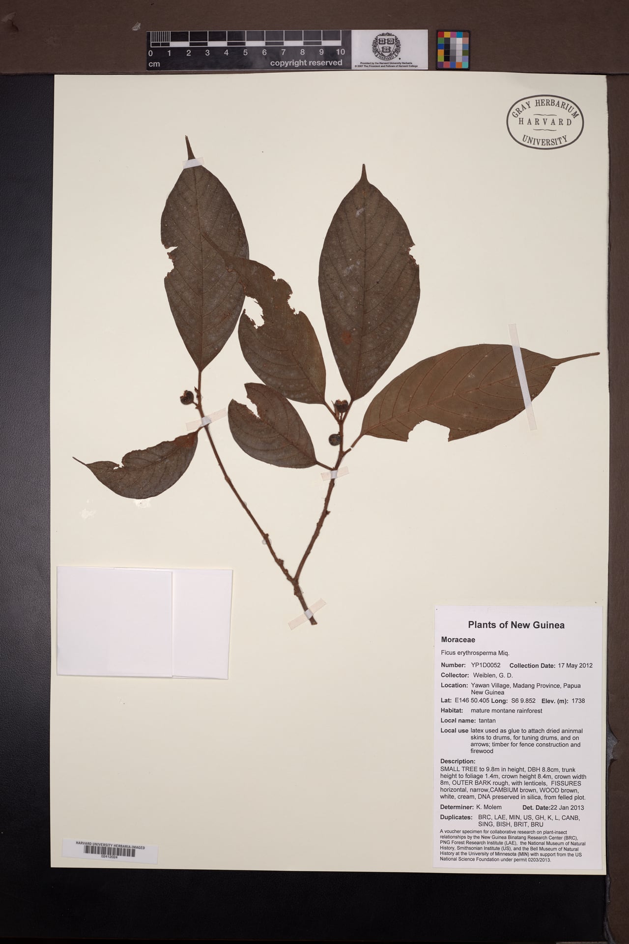 Ficus erythrosperma