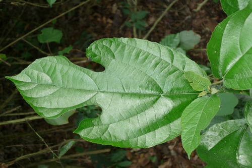 Ficus exasperata (White fig tree) — photo
