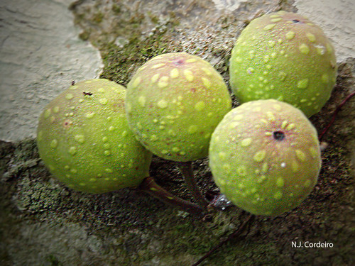 Ficus exasperata (White fig tree) — photo