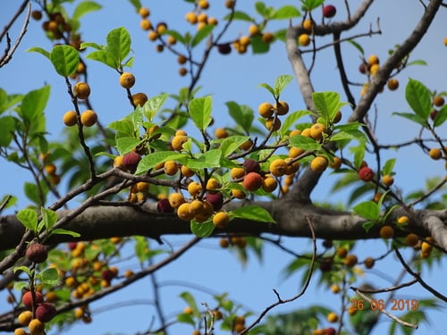 Ficus exasperata