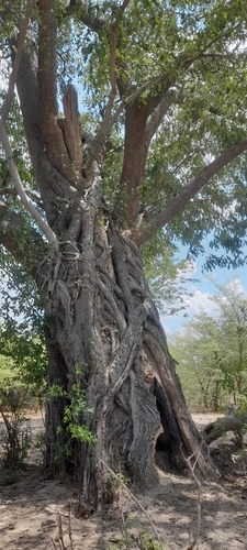 Ficus fischeri (Poplar-leaved fig) — photo