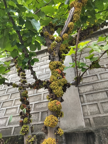 Ficus fistulosa (Common yellow stem fig) — photo