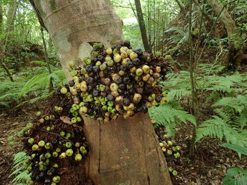 Ficus fistulosa (Common yellow stem fig) — photo