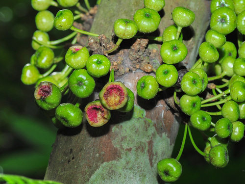 Ficus fistulosa
