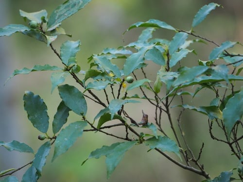 Ficus formosana (Maleixigu) — photo