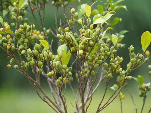 Ficus formosana (Maleixigu) — photo