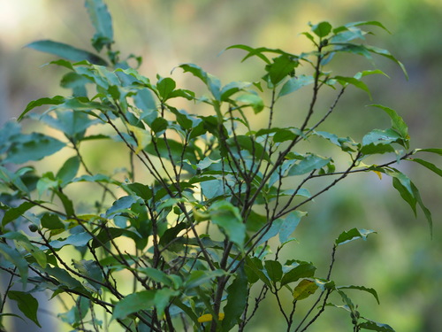 Ficus formosana