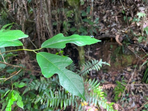 Ficus fraseri (Sandpaper Fig) — photo