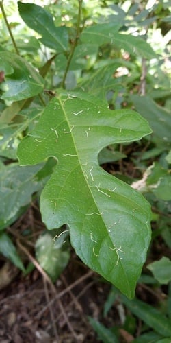Ficus fraseri (Sandpaper Fig) — photo