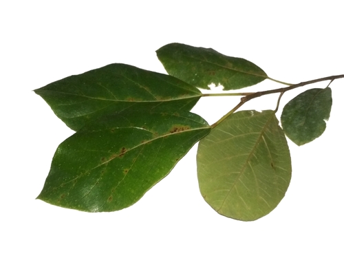 Ficus fulva — photo