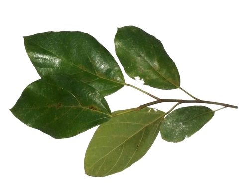 Ficus fulva — photo
