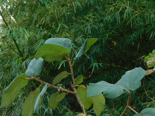 Ficus fulva