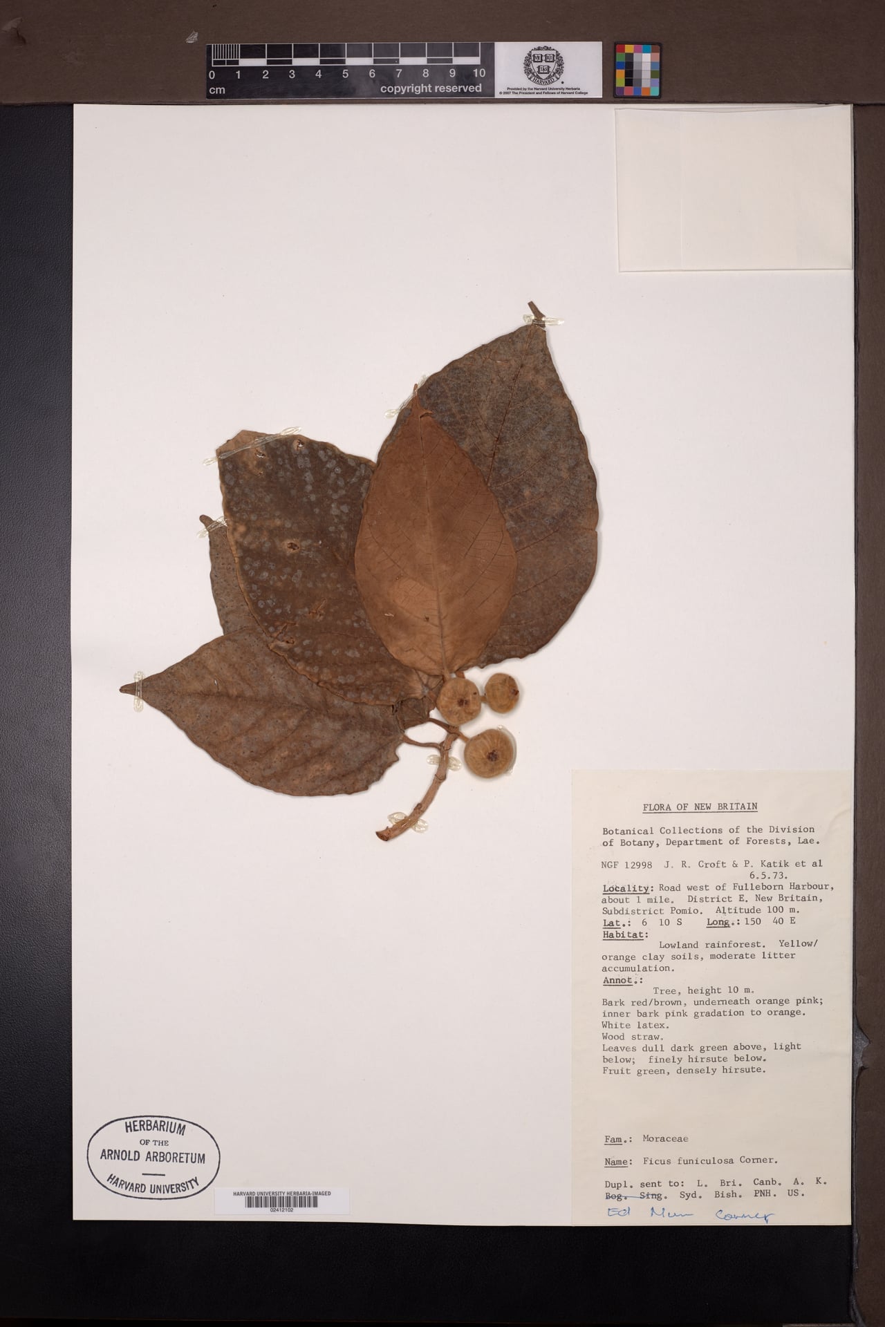 Ficus funiculosa — photo
