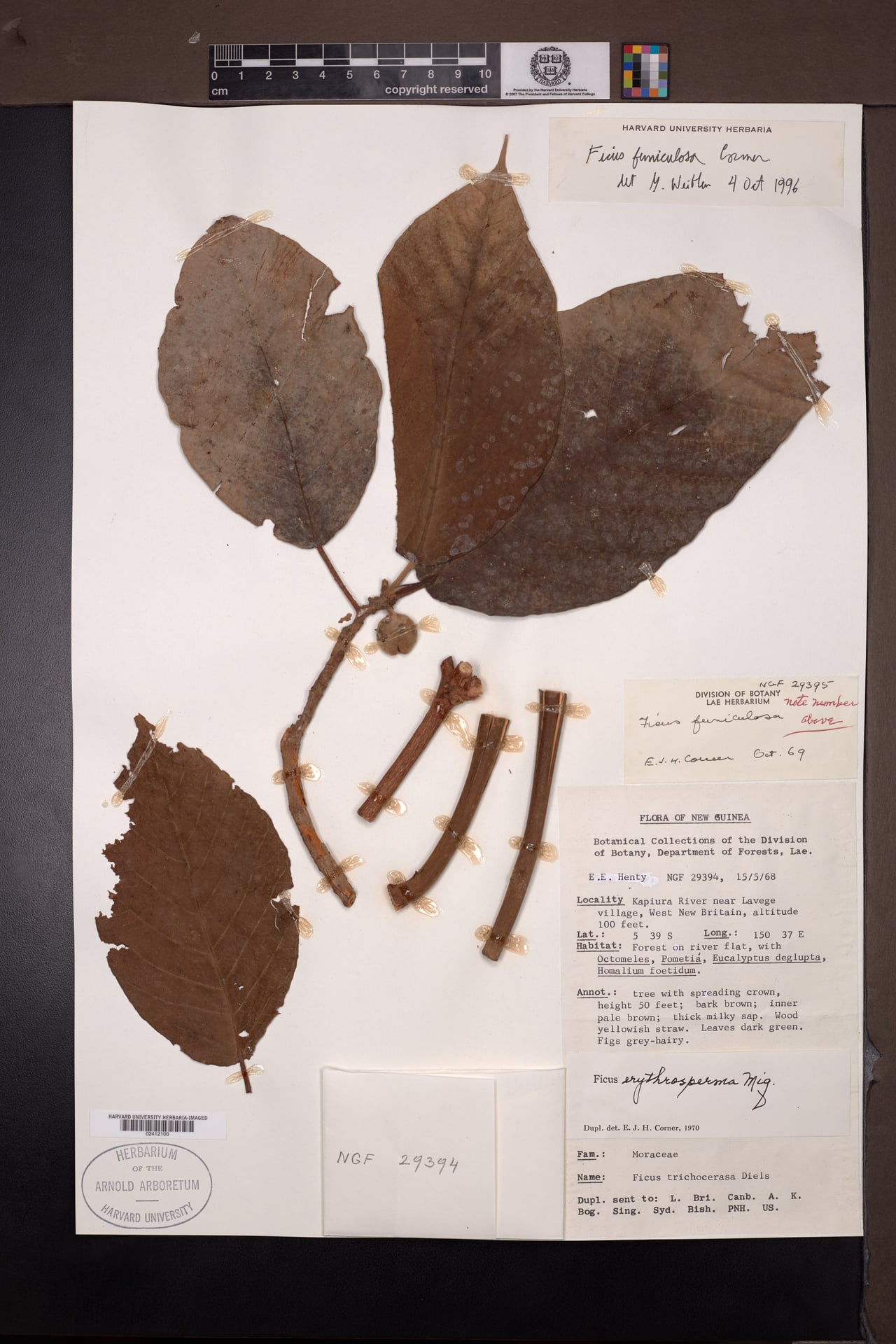 Ficus funiculosa — photo