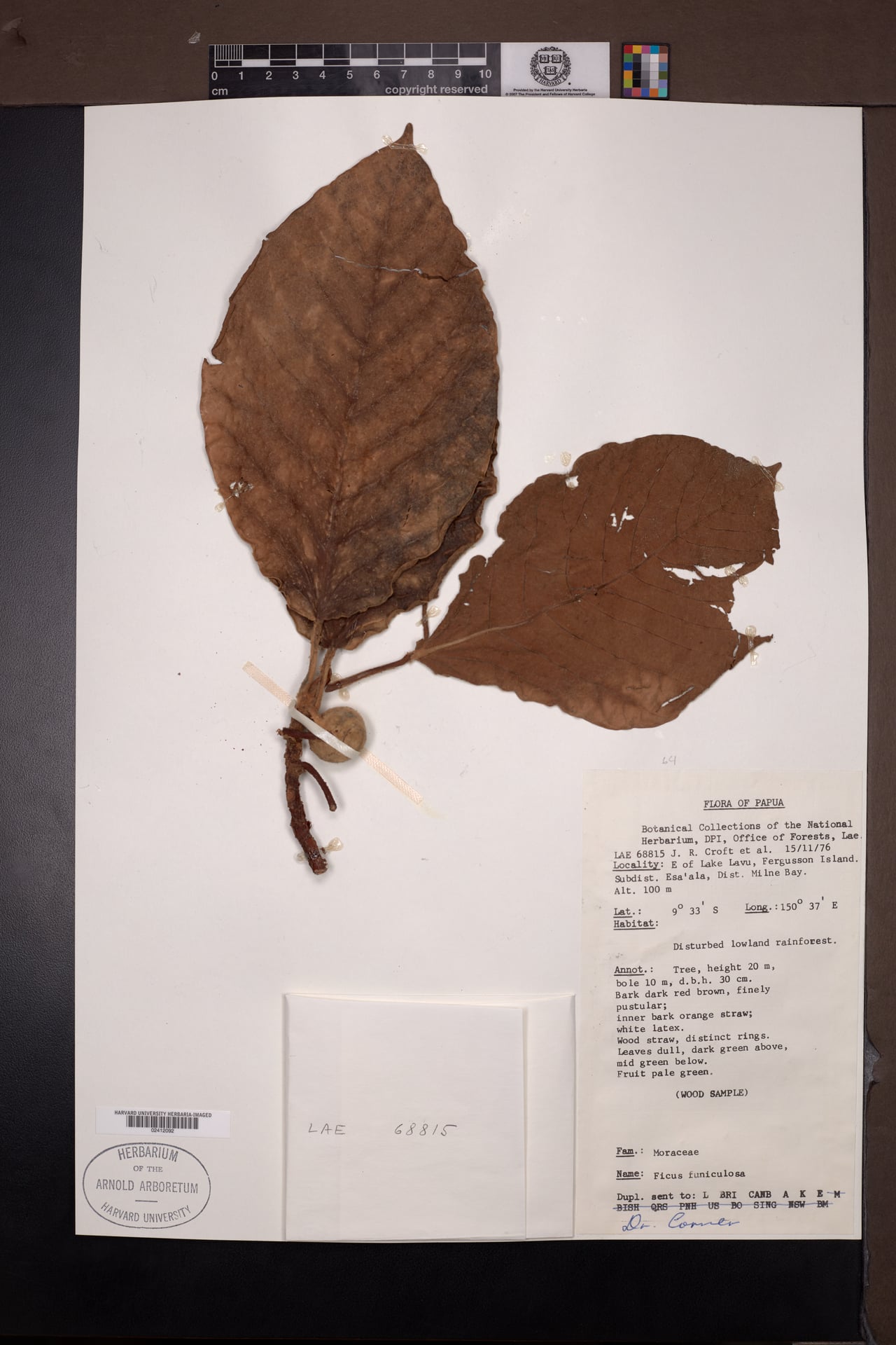 Ficus funiculosa
