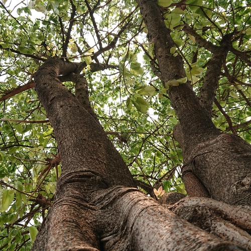 Ficus geniculata (Putkal) — photo