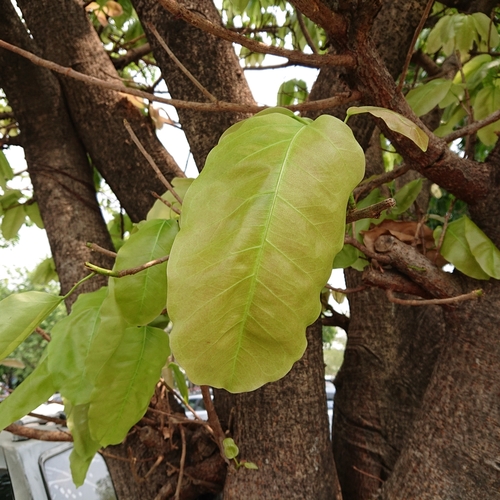 Ficus geniculata