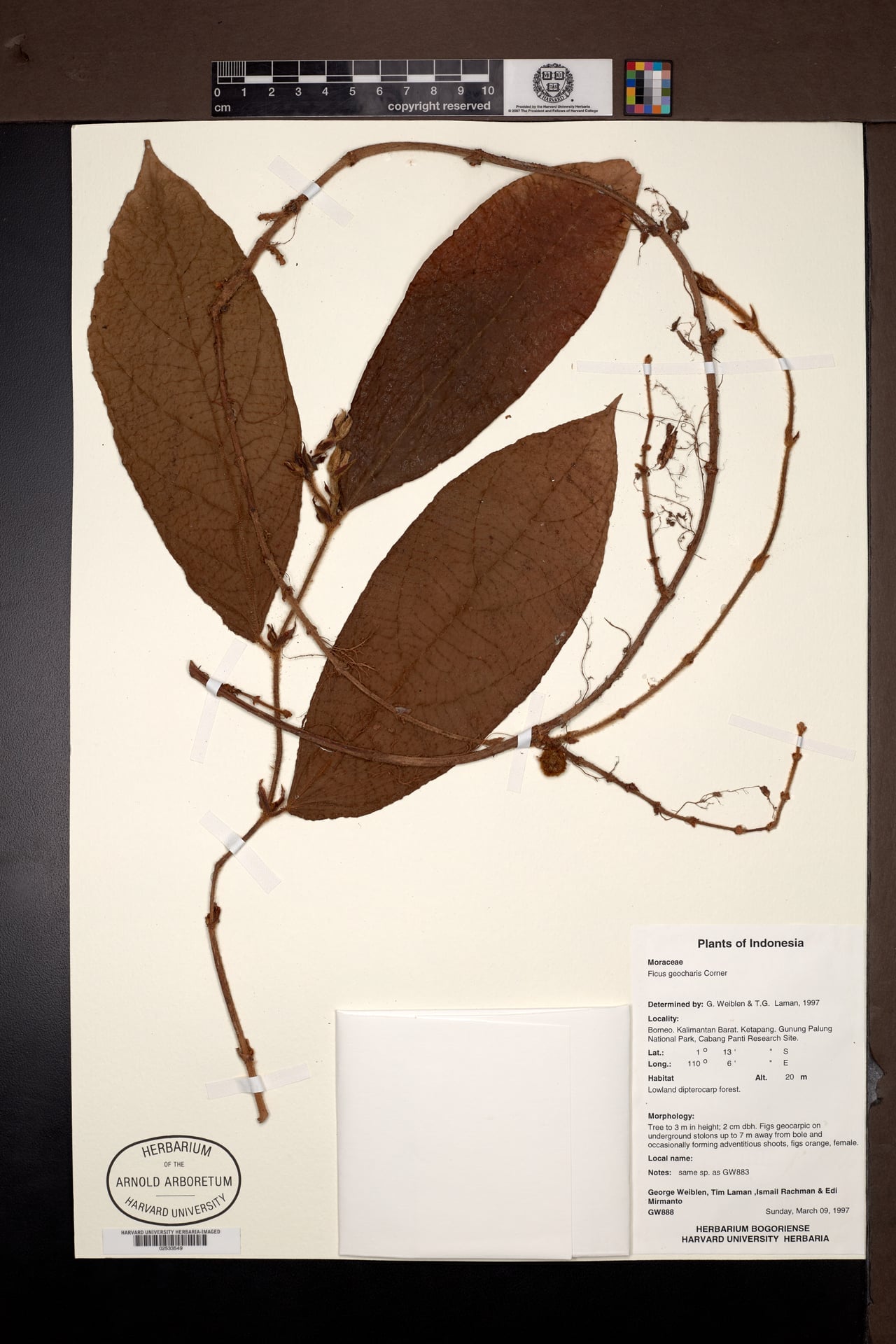 Ficus geocharis — photo
