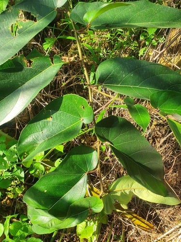 Ficus geocharis