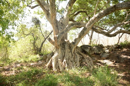 Ficus glaberrima — photo