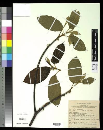 Ficus glandulifera (Vo man) — photo