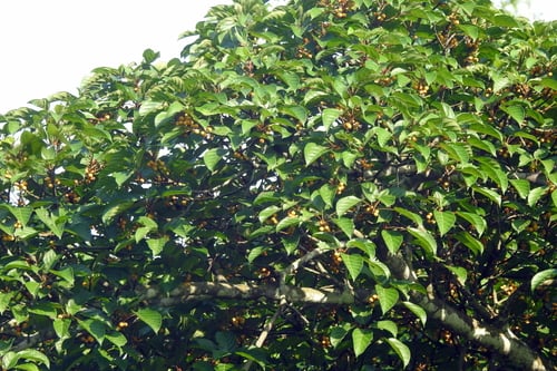 Ficus glandulifera (Vo man) — photo