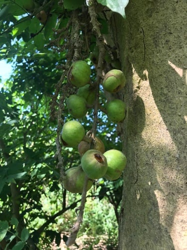 Ficus glandulifera