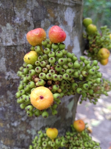 Ficus glomerata — photo